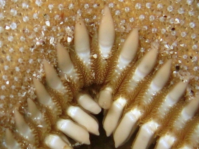 Astropecten platyacanthus (Philippi, 1837)